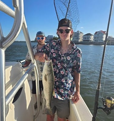 Maryland State Fish, Rockfish, Striped Bass