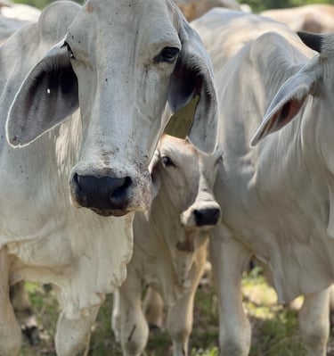 KCC Brahman herd
