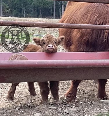KCC mini highland calf