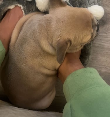 A small tan French Bulldog puppy sleeping soundly on a person's feet wearing fuzzy grey slippers.