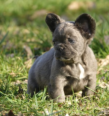 bouledogue français fluffy bleu 