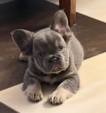bouledogue français lilac tan fluffy 