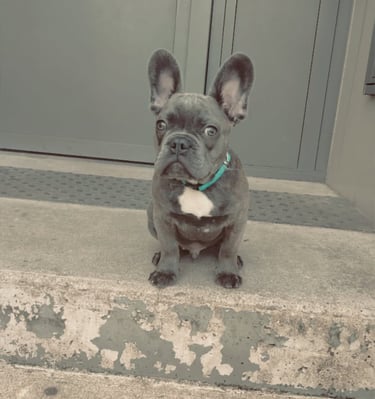 blue french bulldog