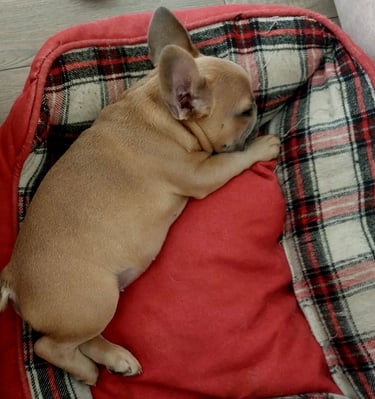 lilac fawn french bullldog 