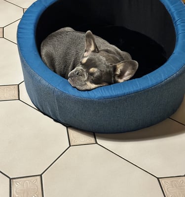 chiot bouledogue français 