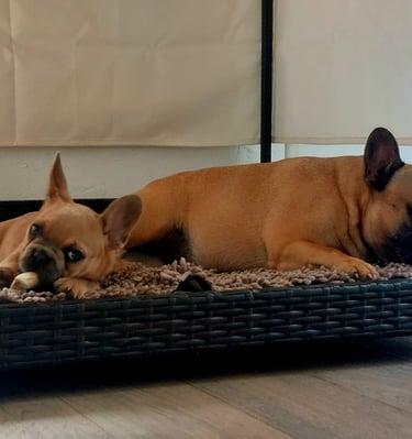 Two fawn French Bulldogs resting on a large wicker dog bed indoors.