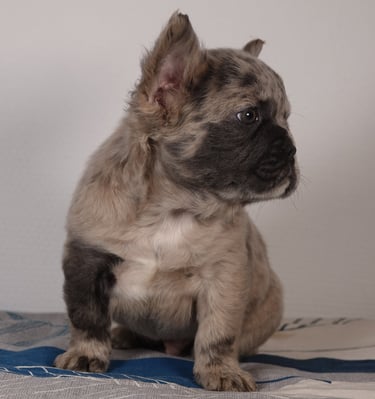 A fluffy merle French Bulldog puppy with pointed ears sitting on a blue patterned blanket.