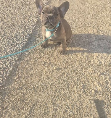 A small blue French Bulldog puppy sitting on a gravel path wearing a teal leash during sunset.