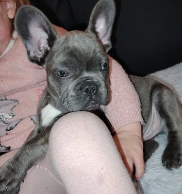 A cute grey French Bulldog puppy with large ears resting on a child's lap.