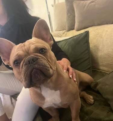 Bouledogue français lilac fawn 