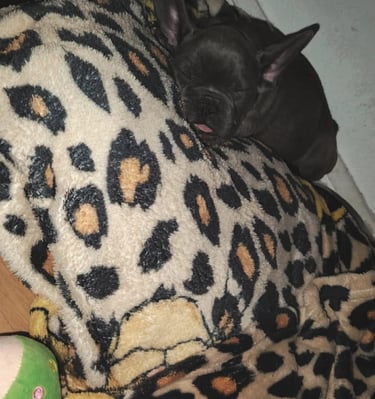 Adorable dark grey French Bulldog puppy sleeping soundly on a leopard print plush blanket.