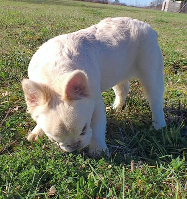 Platinum fuffy french bulldog