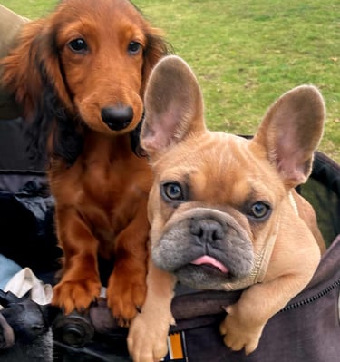 A long-haired dachshund puppy and a tan French bulldog sitting together in a pet carrier outdoors.
