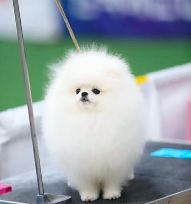Cachorro calidad show de pomerania blanco en mexico FCM