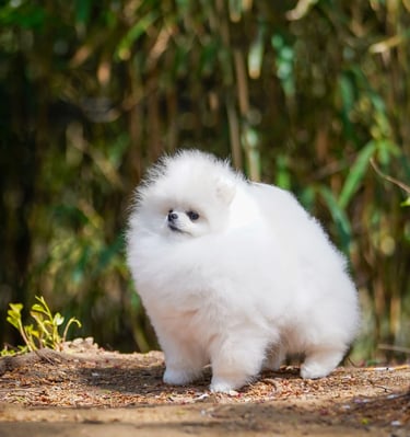 Cachorros pomeranian blancos pequeños 