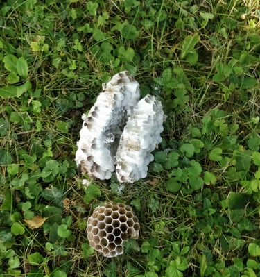 Vestiges de nids de guêpes détruits au sol après intervention à Rixheim (Haut-Rhin)