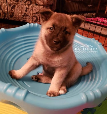 Norwegian Elkhound puppy in enrichment activity