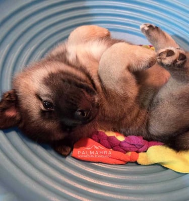 Norwegian Elkhound puppy