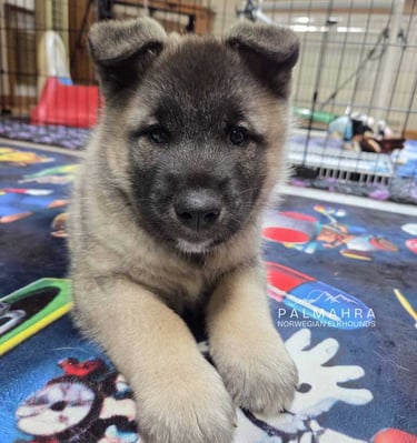 Norwegian Elkhound puppy
