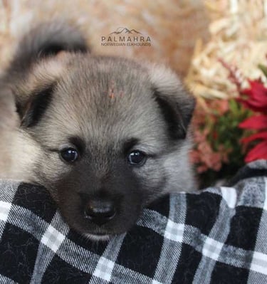 Norwegian Elkhound puppy