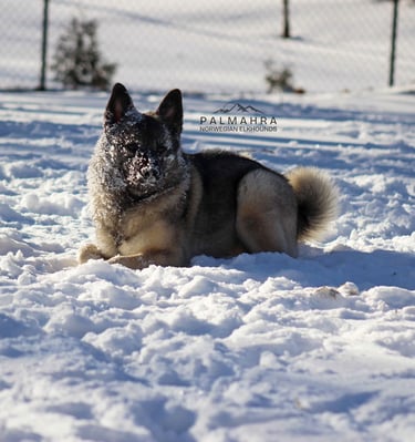 Norwegian Elkhound in the snow