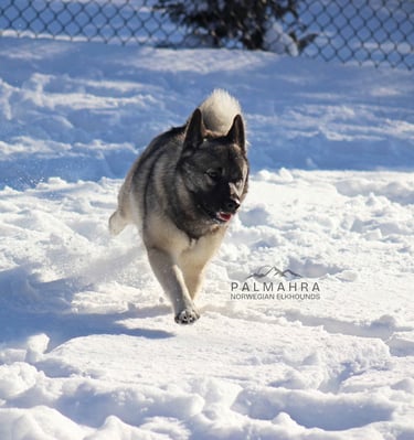 Norwegian Elkhound running in snow