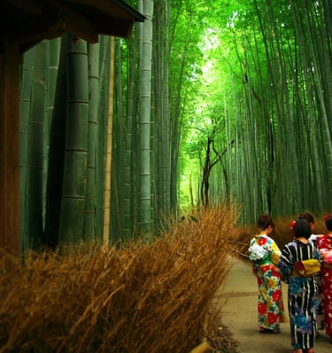 Bamboo forest, Kyoto 