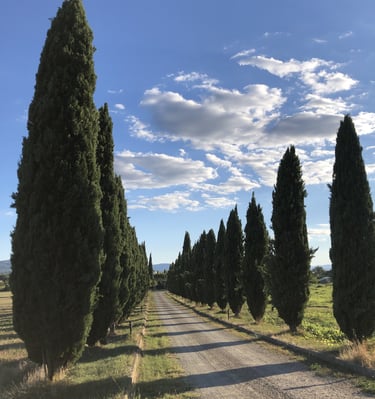 pienza, Montalcino, chianti, cipreste, castelo