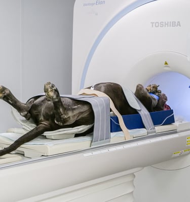 Chien accroché qui passe dans un IRM