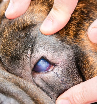 Focus sur l'œil d'un chien avant son opération