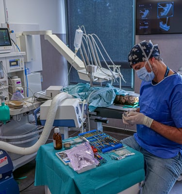 Le Dr Guzu sélectionne son matériel pour l'opération d'un chat