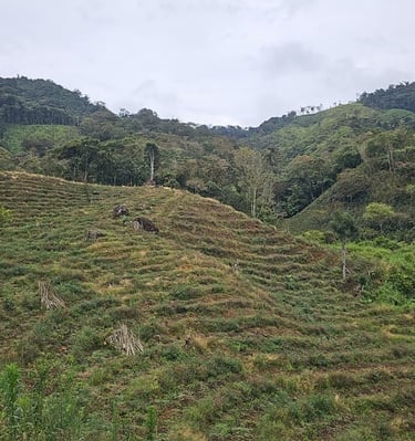 Cultivo café de variedad Geisha en etapa de crecimiento aplicando Agricultura Regeneratíva