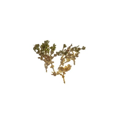 Halimeda sp.
