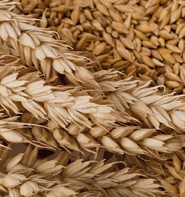 a bunch of wheat ears are shown in this image hamer candy