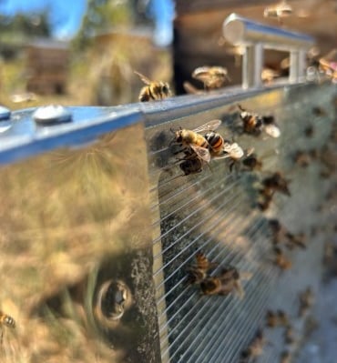 #Trampa #Apitoxina #Apitoxin #Trap #Bee #Venom