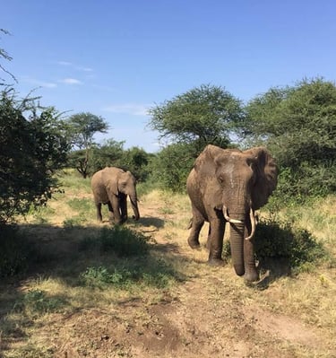 Two elephants walking together in the savannah of Mikumi National Park during a Tanzania wildlife safari.