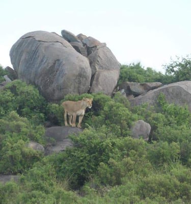 Lion perched on a rock surrounded by bushes, scanning the savannah in Tarangire National Park during a Tanzania wildlife 