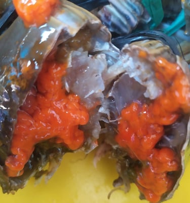 kepiting telur, kepiting telur untuk export