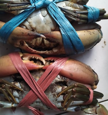 kepiting super. toko kepiting. jual kepiting. kepiting surabaya. kepiting sidoarjo