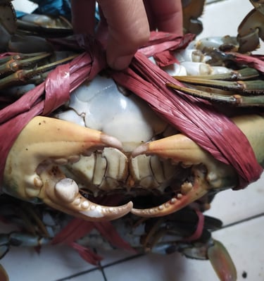 kepiting bakau. kepiting laut