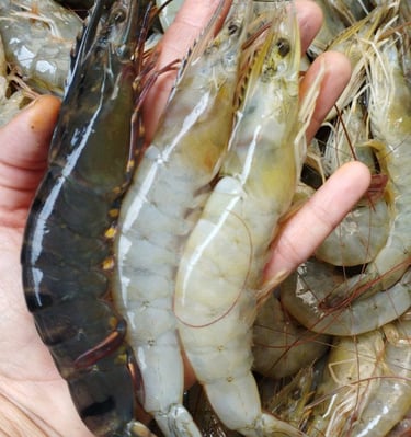 udang segar, udang tambak, udang vanamie