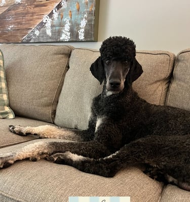 Brayford poodle on couch