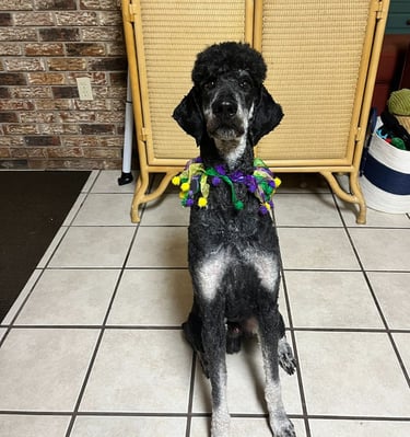 Brayford poodle with Mardi Gras collar