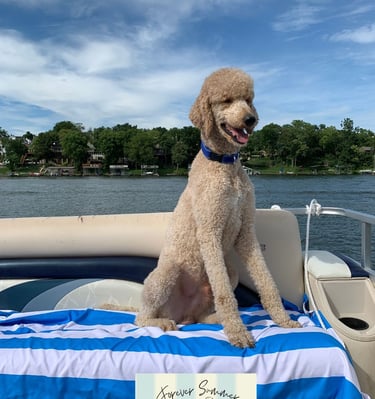 teddy poodle on boat