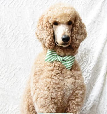 Teddy poodle with blue logo