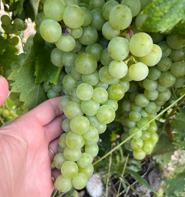 Muscato druif in de groei