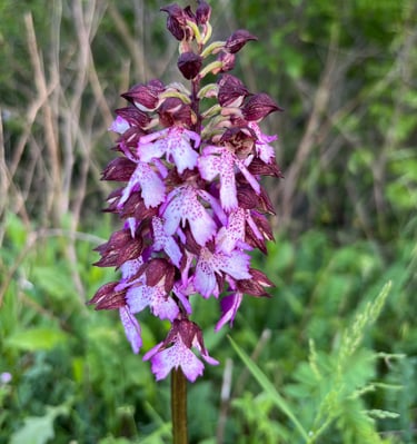 wilde orchidee
