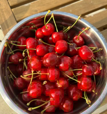 Kersen oogst voor de jam