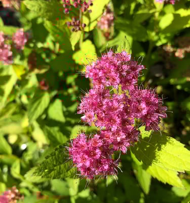 Bright pink flowers on lime green leaves