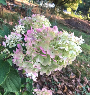 Hydrangea bloom with white and pink coloration